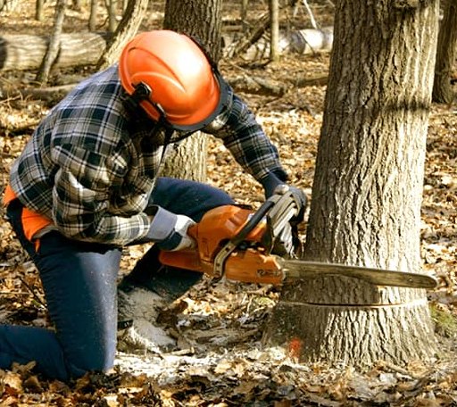 Tree Removal in Milldale, CT
